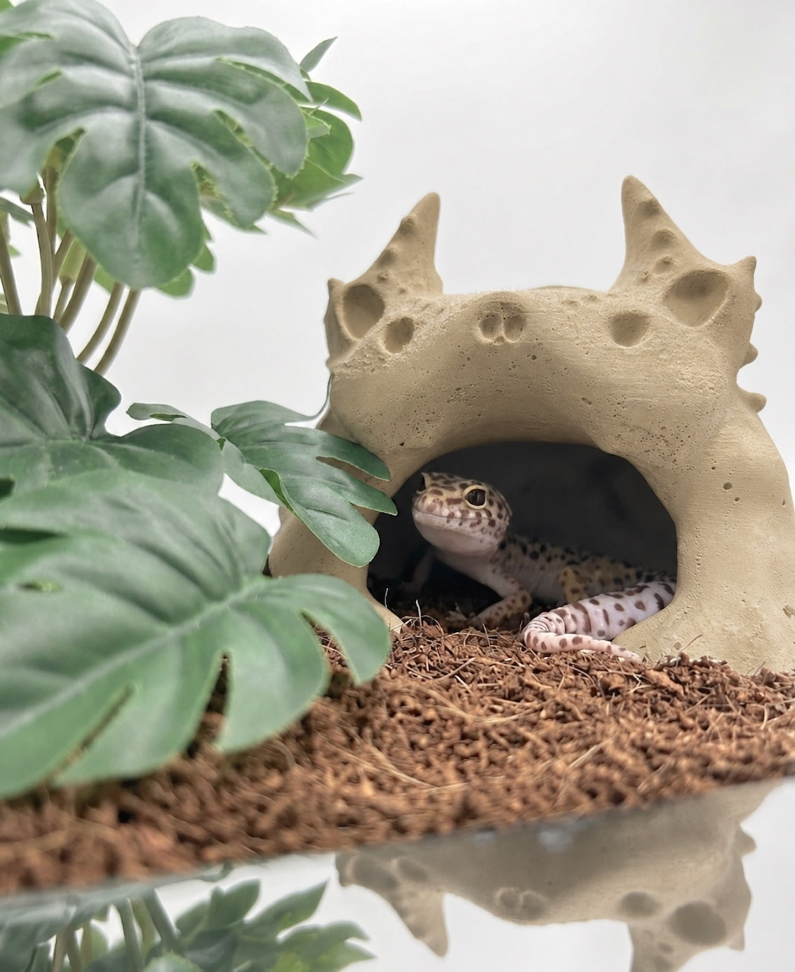 ヤモリ用シェルター-BIO POD（予約販売）